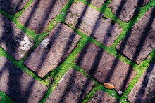 Brick Path With Moss