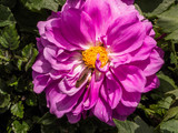 Fototapeta Kwiaty - Pink flower