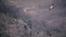Two Eagles Flying In The Valley Of Fuente De Cossio, Spain In Winter