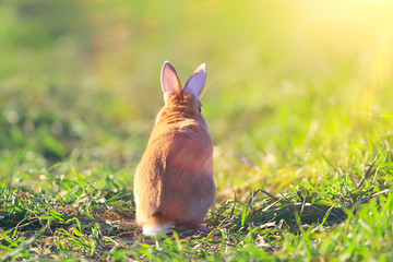 spring rabbit in a green field, easter symbol, beautiful april easter background