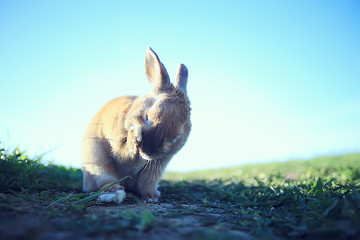 spring rabbit in a green field, easter symbol, beautiful april easter background