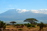Fototapeta Sawanna - Snow on top of Mount Kilimanjaro in Amboseli