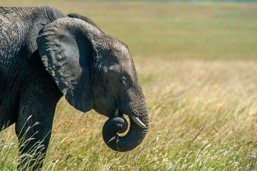 Sticker - Elephant in National park of Kenya, Africa