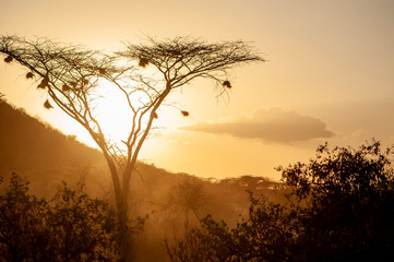 Canvas Print - Sunrises over the acacia trees of Amboseli National Park, Kenya