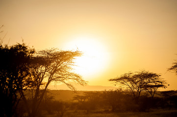 Poster - Sunrises over the acacia trees of Amboseli National Park, Kenya