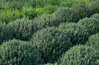 © Picture Partners - Row of large green thyme plants