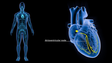 Wall Mural - Heart AV node