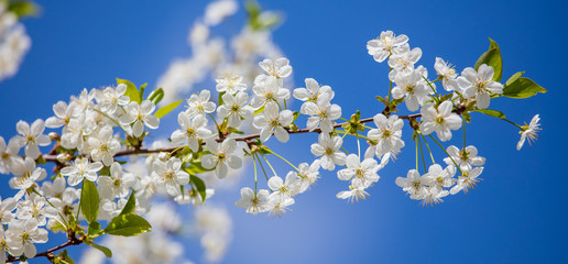 White flowers on a fruit tree on nature