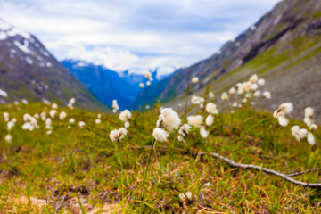 Wall Mural - Flowers and mountain view from Gamle Strynefjellsvegen Norway