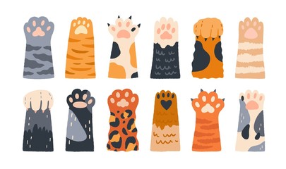 Poster - Different cartoon colored cat paws set vector graphic illustration. Collection of various cute cartoon domestic animal foot isolated on white background. Funny fur pet dangerous claws
