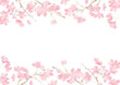 満開の桜の花フレーム02/イラスト素材/背景素材