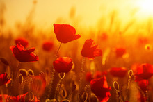 Bright Red Poppies In A Field At Sunset