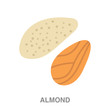 almond flat icon on white transparent background. You can be used black ant icon for several purposes.	