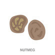 nutmeg flat icon on white transparent background. You can be used black ant icon for several purposes.	