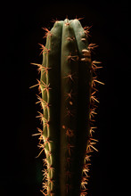 A Columnar Cactus, Backlit To Highlight The Spines