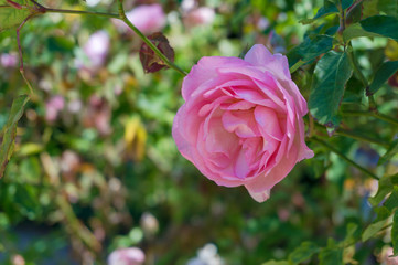 Canvas Print - Close up of soft pink rose in full bloom