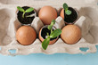 Zero waste gardening, sprout in eggshell, recycle. carton box.