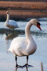 Wall Mural - group of white swans on a mountain lake on a beautiful spring day against the backdrop of a distant forest