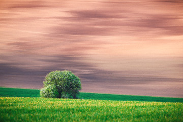 Rural landscape with agricultural fields and tree on spring hills. South Moravia region, Czech Republic