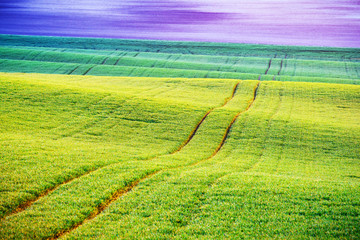 Wall Mural - Green wheat rows and waves of the agricultural fields of South Moravia, Czech Republic. Can be used like nature background or texture