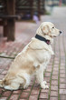 © Dima Anikin - Golden Labrador Retriever with a collar sitting on the street. Close-up