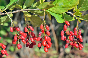 Sticker - Berries of barberry