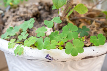 Growing Wood Sorrel In Old White Plant Pot.