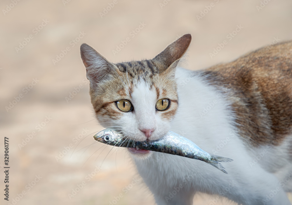 connecting hooks to fishing Master Fishing Knots: Improve Your Catch
