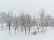 straight on view of a clump of trees and bushes growing on snow covered grounds on a cold foggy day