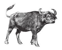 African Buffalo Or Cape Buffalo (Syncerus Caffer) / Vintage Illustration From Brockhaus Konversations-Lexikon 1908