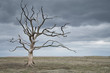 Dead tree in a barren landscape