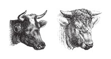 Cow And Bull Portrait / Vintage Illustration From Brockhaus Konversations-Lexikon 1908