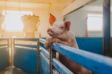 pigs in the pigsty livestock pork production