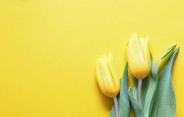 Two yellow tulips on a yellow background.