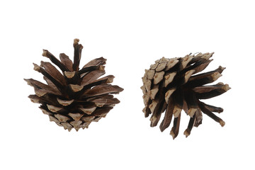 two pine cones on a white background