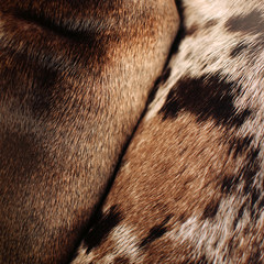 close up of two dogs fur pattern, top view