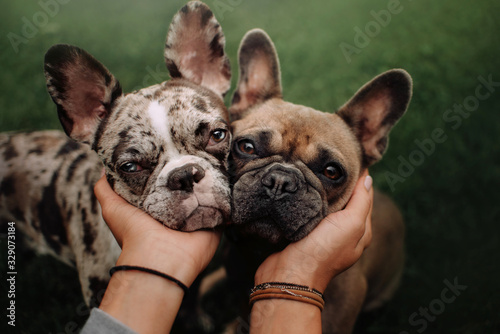 Fotografía two french bulldog dogs portrait close up outdoors together