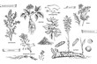 Set vintage hand drawn sketch medicine herbs elements isolated on white background. wormwood, turmeric, tansy, ashwagandha, shepherds, purse, ginseng. Vector illustration art.