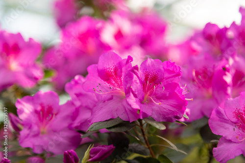 Azaleas tropical flower.