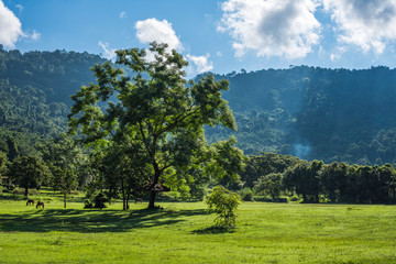 Sticker - Big tree with green grass field in Public Park