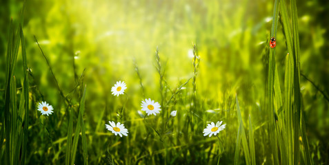 Spring eco background with blooming daisies chamomile flowers blossom on fresh clean green lawn and red ladybug sitting on blade of grass on a sunny summer day and shining light sun ray