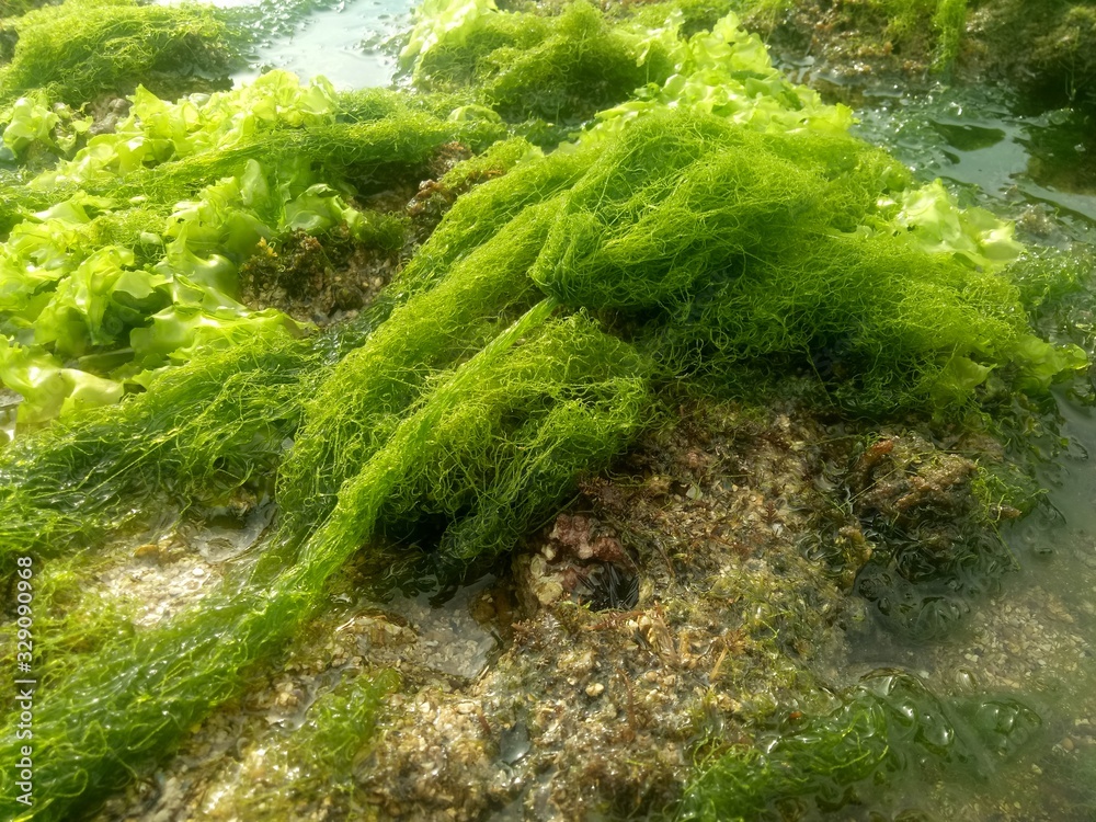 Corell Reck coral rock. with various types of seaweed at low tide. natural green ...
