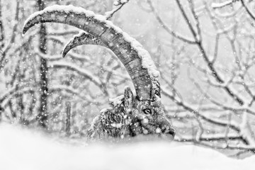 Sticker - Ibex in the snow, black and white portrait (Capra ibex)