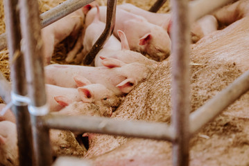 Sticker - Young Piglets at Livestock Farm