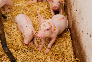 Young Piglets at Livestock Farm