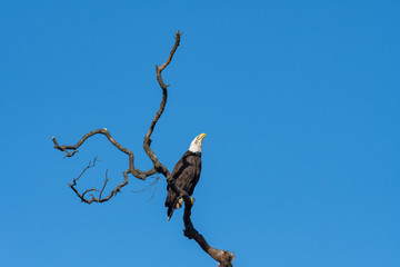 Wall Mural - an american bald eagle perched against a blue sky.