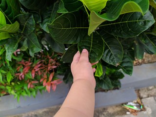 hand holding leaf