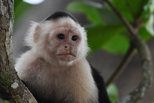 White-faced Capuchin In A Tree