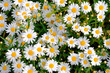 © suriyapong - Wild daisy flowers growing on meadow. Meadow with lots of white and pink spring daisy flowers. panoramic spring web banner.