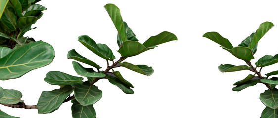 Fiddle leaf fig tree on white background.	